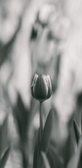 DSC_9298.jpg
