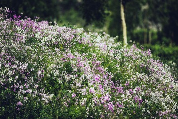 DSC_1298.jpg