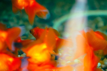 _DSC0312