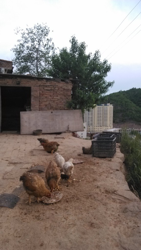 广西黑山羊养殖技术,圈养黑山羊比散养羊好处多营养更高