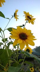 冷新芳Windows Phone_20130914_026