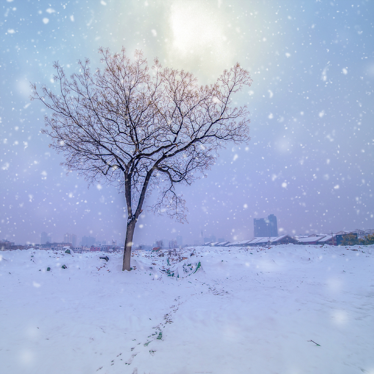 周围拆迁只剩下这雪中孤独的老槐树赤隼大叔关注