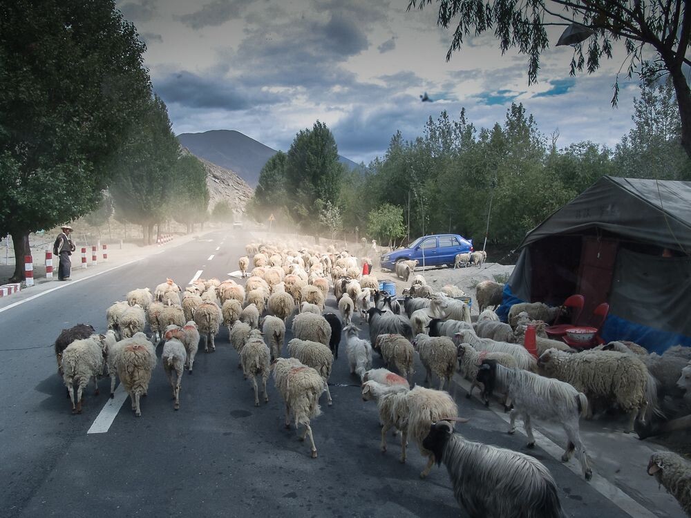 西藏的马路上，来了一群羊，搅起阵阵白烟，人、车、羊同行在大马路上，这是在拉萨机场通往市区的道路上所拍。十多年的老照片了，不知道现在这样的现象还有吗？