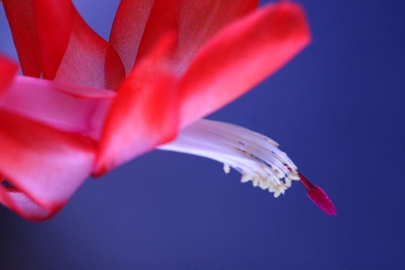 春花-7<br />
