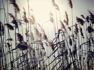 psb (3)