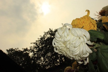 IMG_2720.JPG