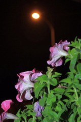 IMG_2808.JPG