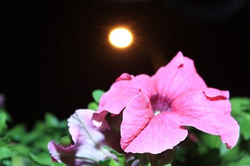 IMG_2811.JPG
