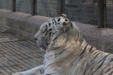 IMG_4515.JPG