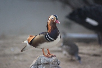 IMG_4591.JPG