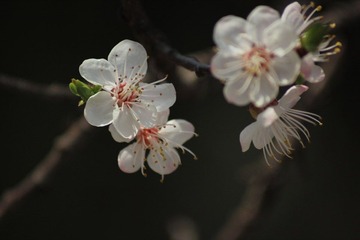 IMG_5586.JPG