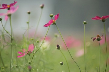 IMG_8241.JPG