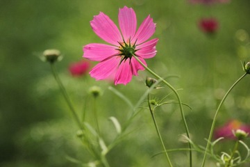 IMG_8242.JPG