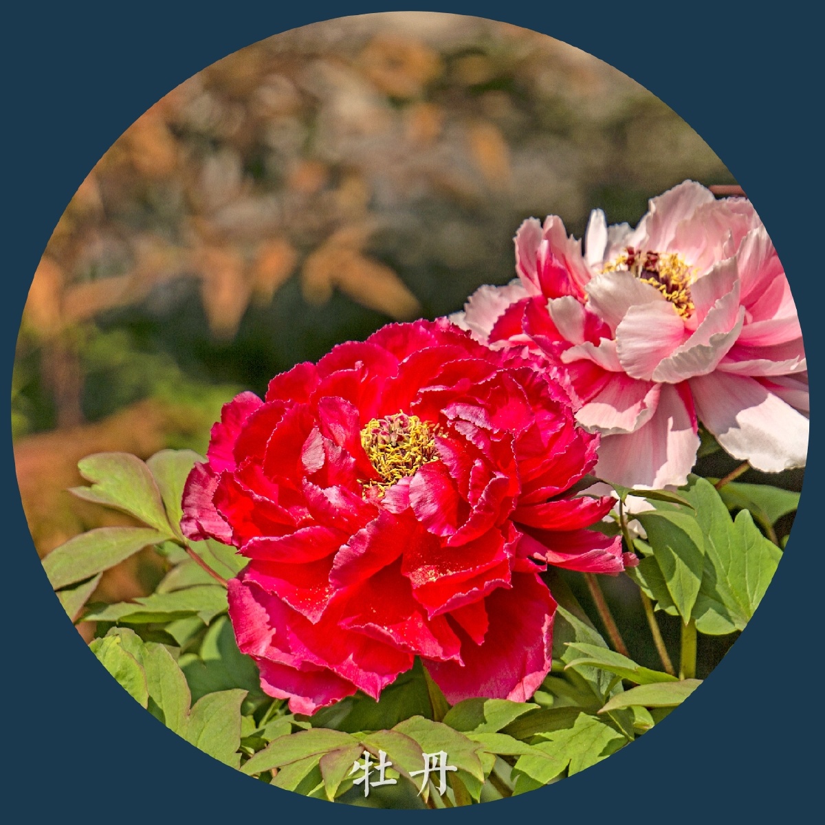 牡丹花象征和平幸福繁荣昌盛富贵