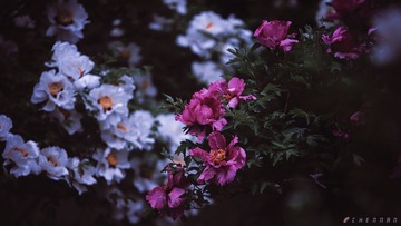 E977C445-83C9-4A73-AA3B-625CA8B7A4C7/L0/001