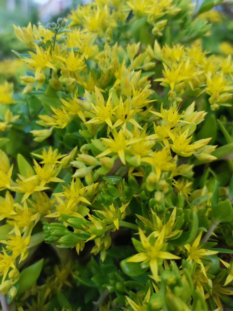 绿叶黄花垂盆草