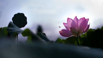 _IGP3723