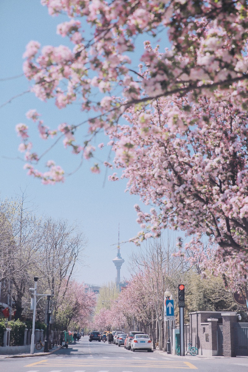 四月芳菲海棠正盛天津大理道