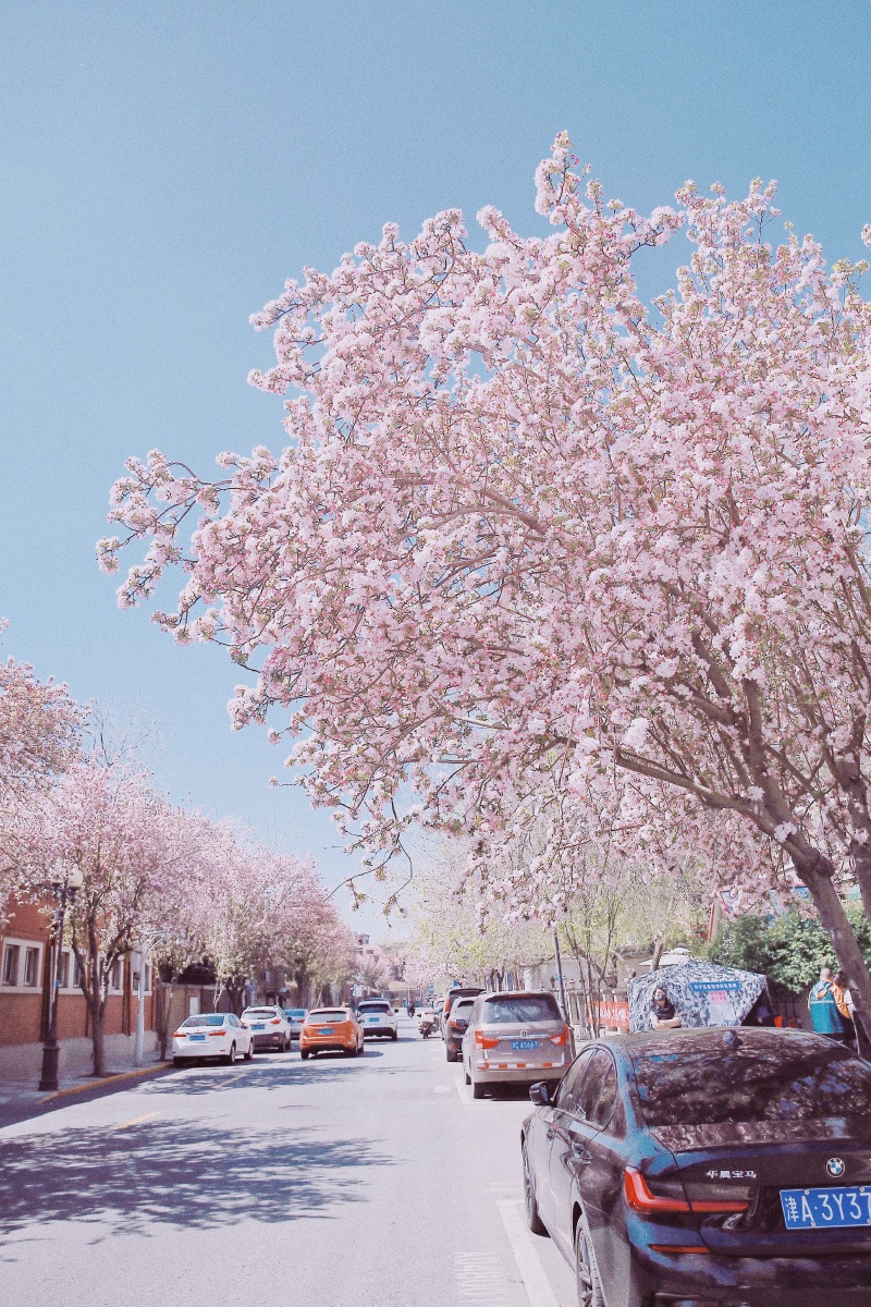 四月芳菲海棠正盛天津大理道