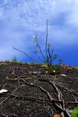 IMGP0048-1.jpg