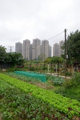 IMGP0292-1.jpg