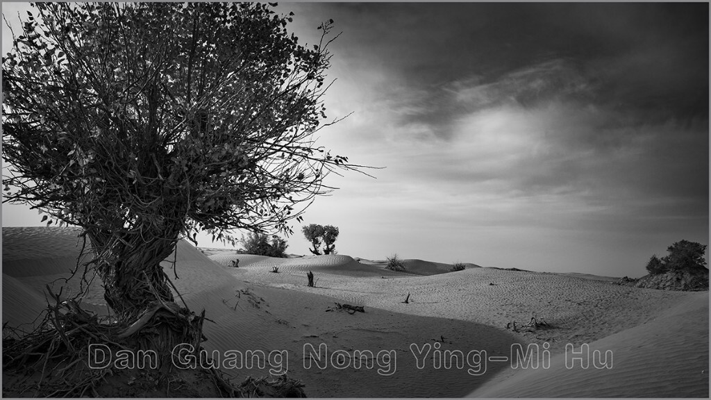胡杨 沙漠胡杨