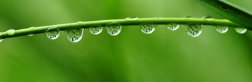 _DSC0179--欲滴