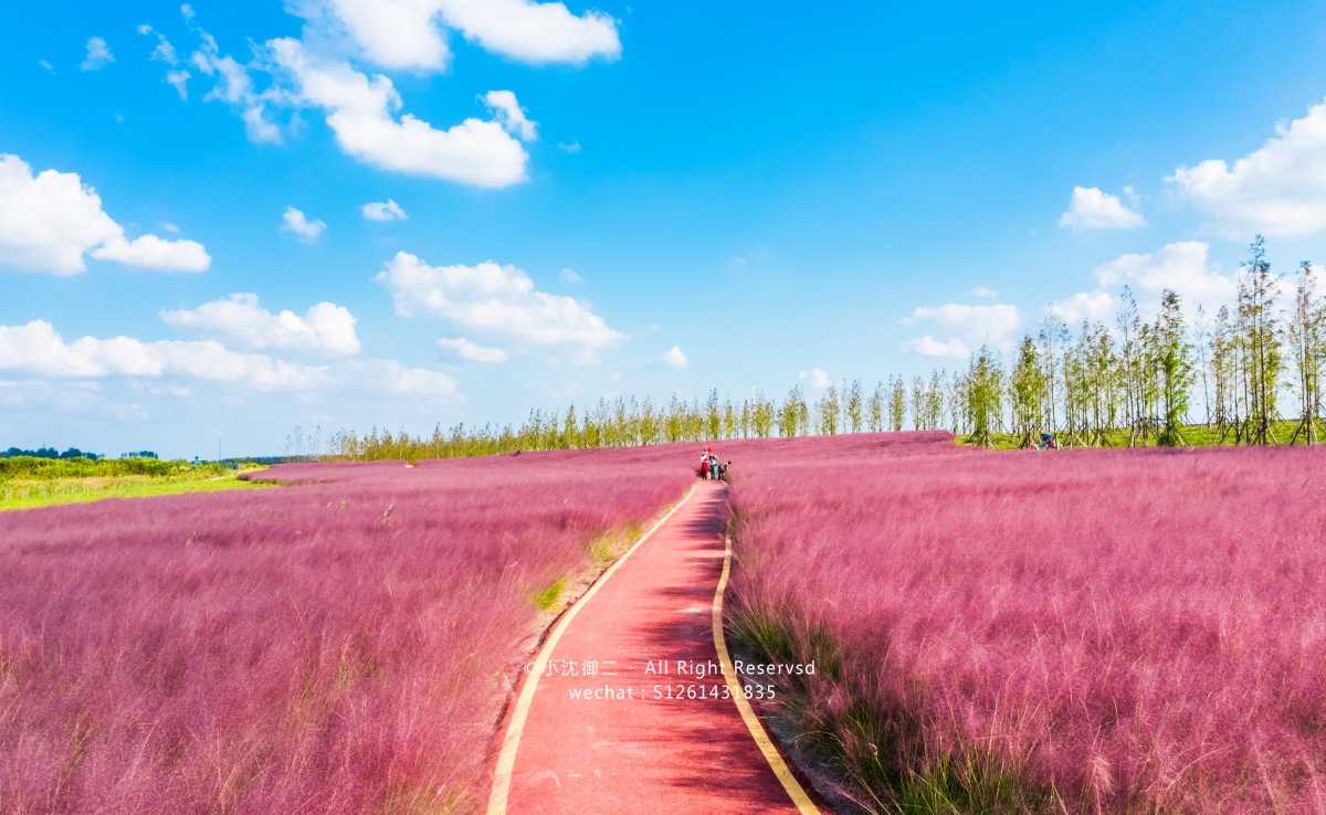 海门临江粉黛乱子草