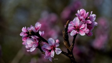 DFW_3934