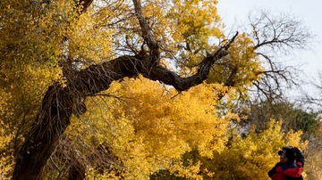 DFW_7233