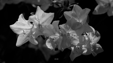 DFW_3824