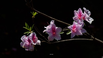 DFW_3835