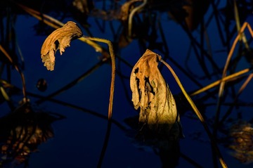 DFW_0766_LR_1080-gy1920