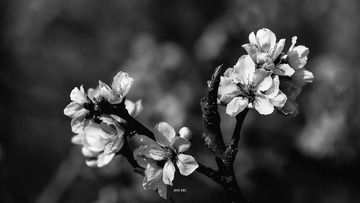 DFW_3934-nx