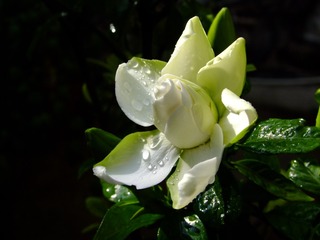 2009_06180015