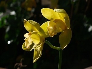 2009_02110042