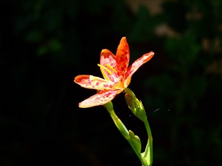 2009_06180035