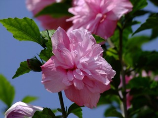 2009_07220035