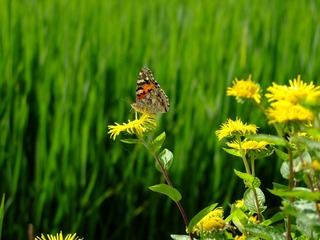 2009_07280099