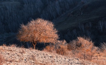 DSC08339-x1