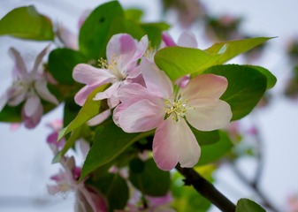 _DSC3786_1
