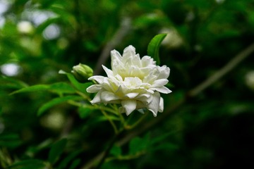 _DSC4924