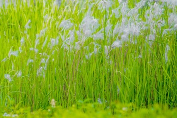 _DSC7809
