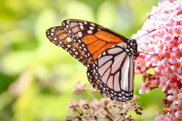 IMG_4609.jpg