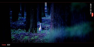 IMG_1551_