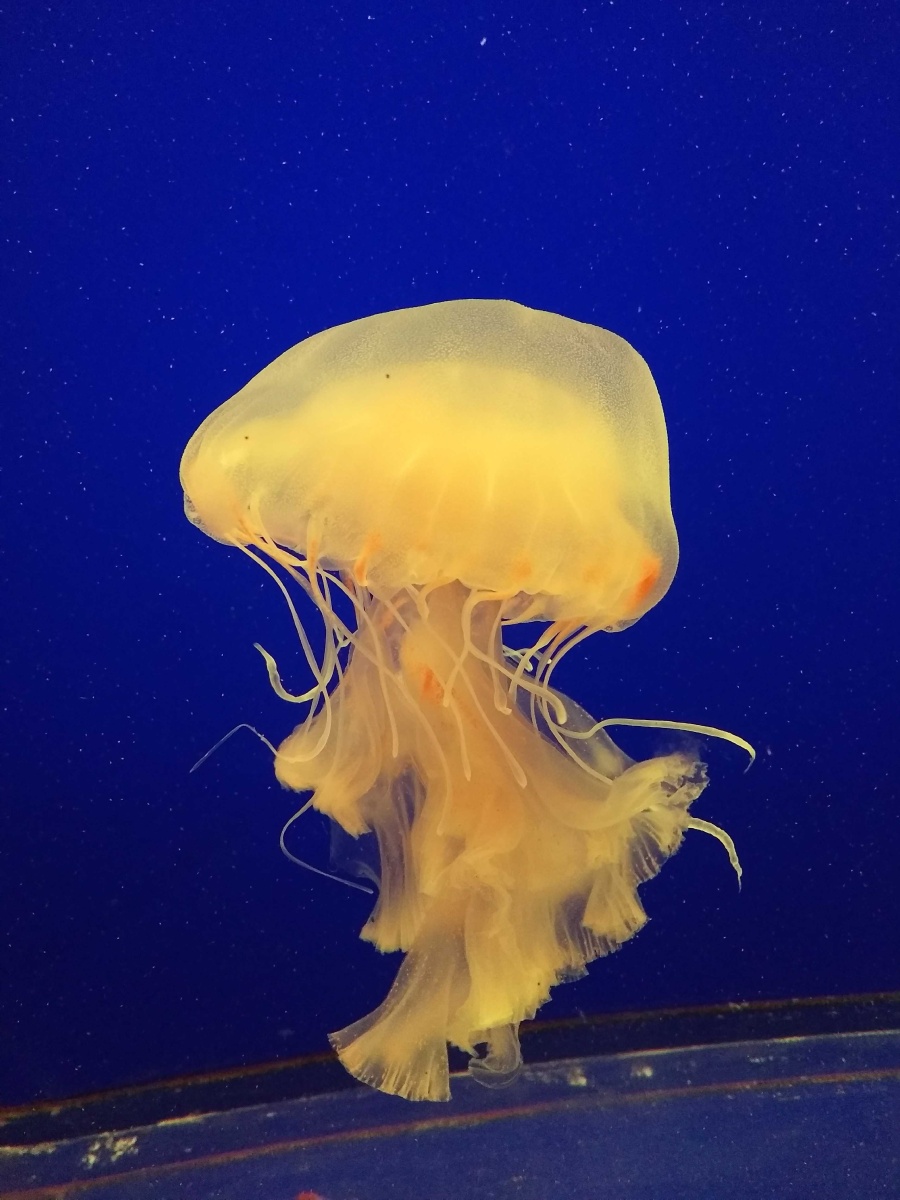 水母就像水中的精灵在水中自由自在的舞动身体