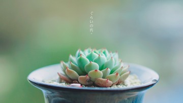 1 (81)