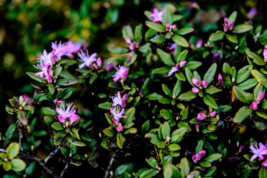 索玛花——杜鹃花的彝语称谓，杜鹃花科杜鹃花属植物，品种极其丰富。