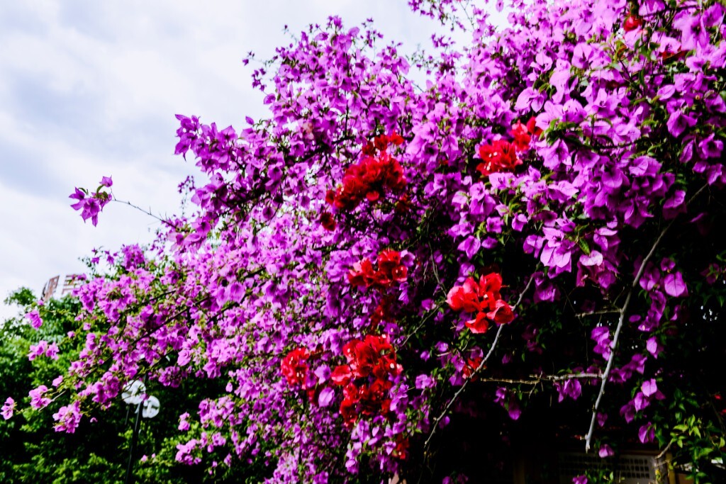 三角梅，紫茉莉科叶子花属植物。