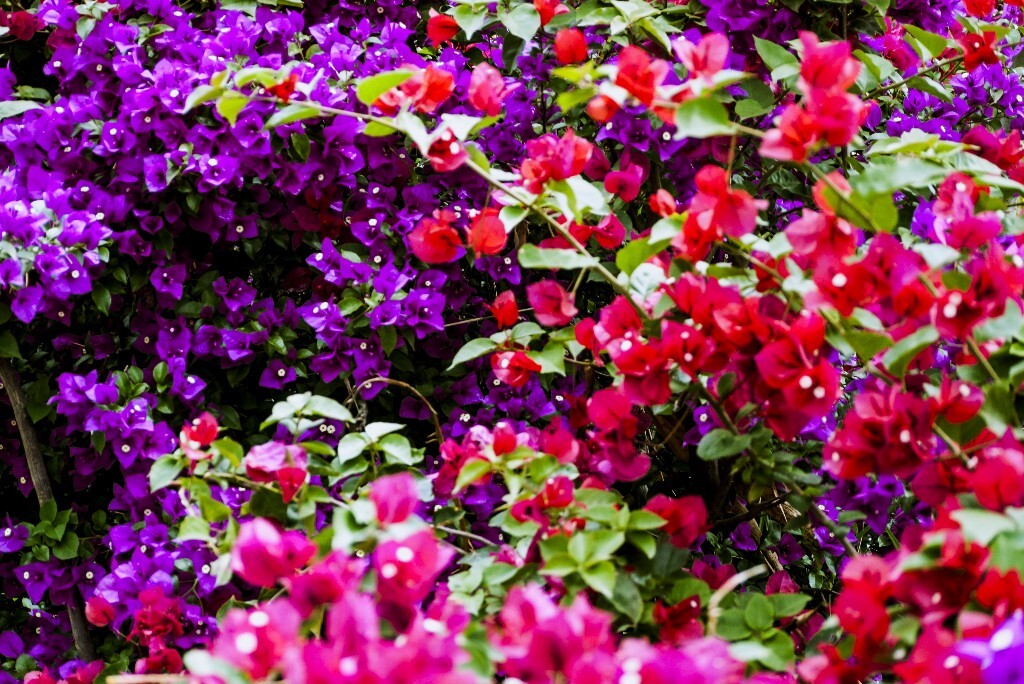 三角梅，紫茉莉科叶子花属植物。